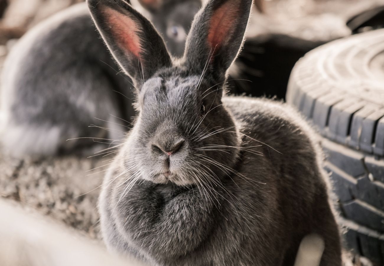 Apartment in Stans - Rossweid Apartment