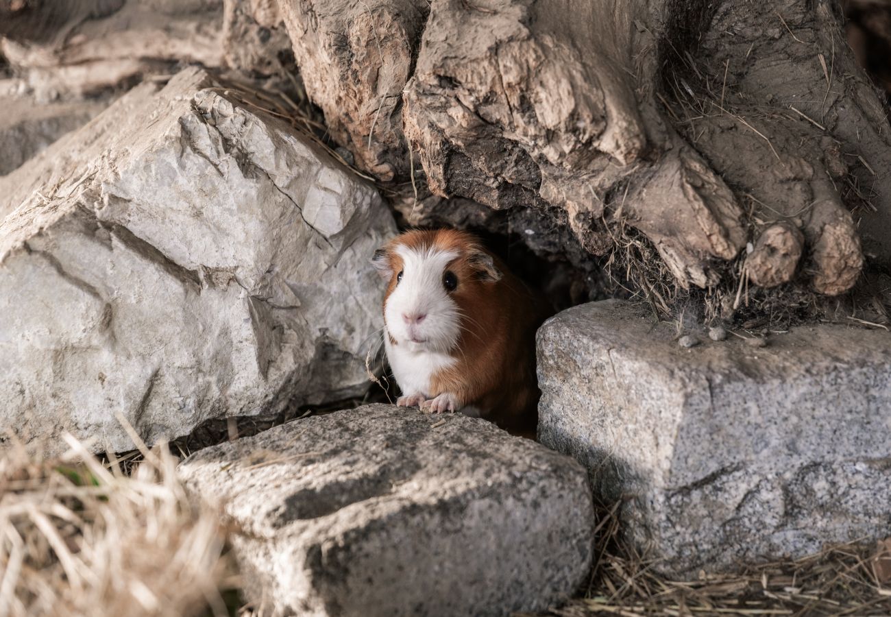 Ferienwohnung in Stans - Rossweid Appartement